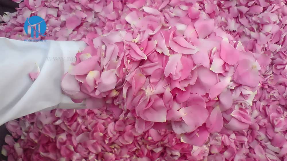 صادرات گلاب ایرانی
